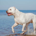 The Majestic and Powerful Dogo Argentino