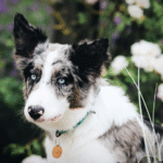 Border Collie: Everything About the World's Smartest Dog Breed